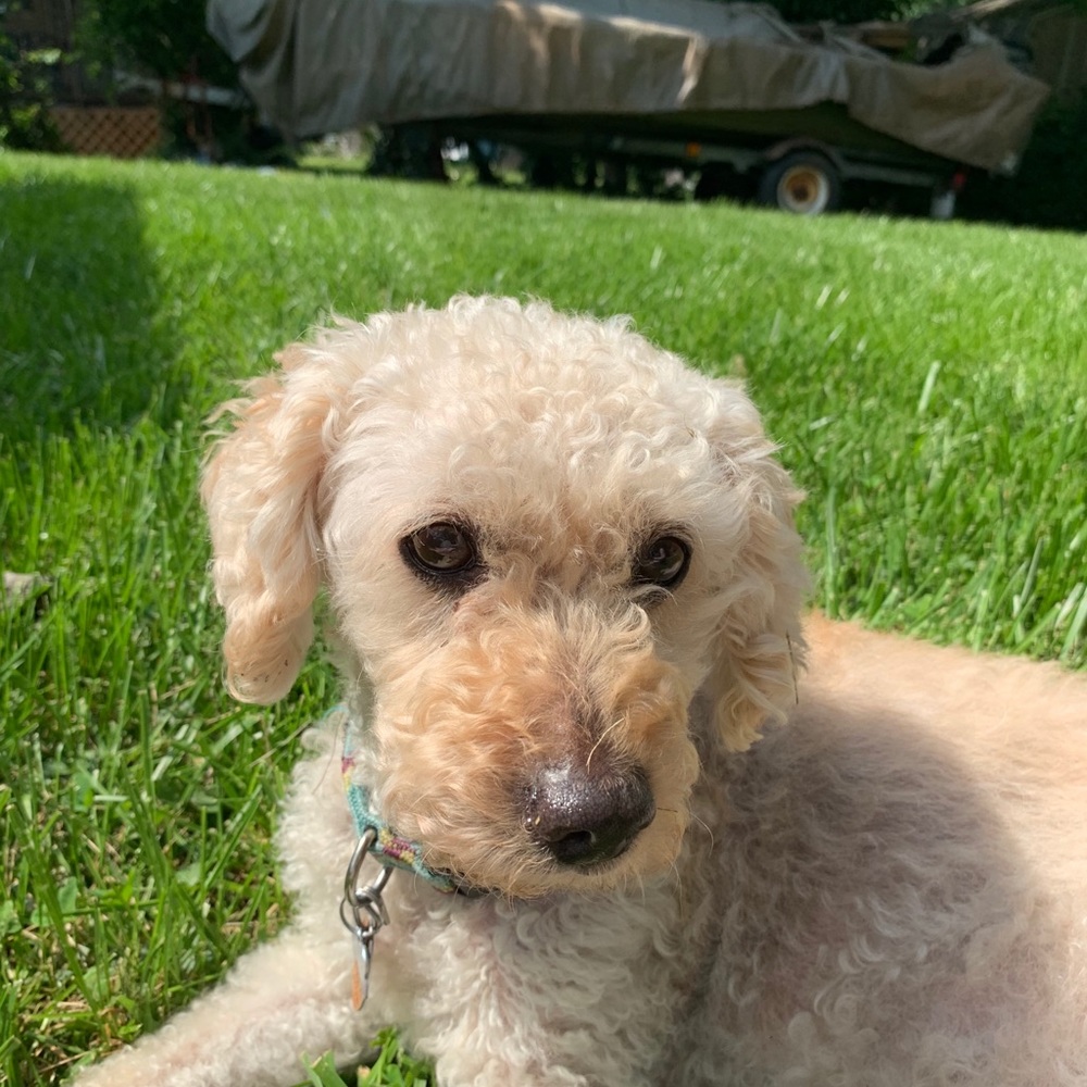 Meet your Posher, Cindy